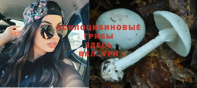 Галлюциногенные грибы MAGIC MUSHROOMS  Мамадыш 